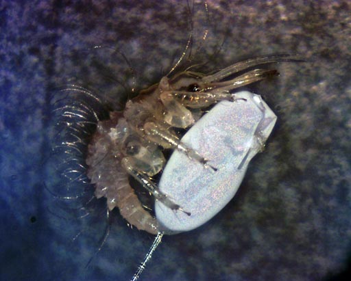 5x Epi-DIC of a lacewing larva still hanging on to the egg shell